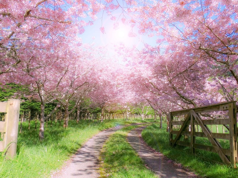 Petal Pathways