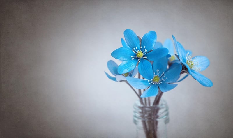 Petal Pathways
